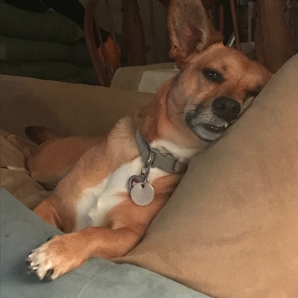 Meet your Posher, Charlie and her helpers! - Picture 4 of 8